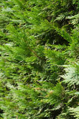 Comment remplacer haie thuyas