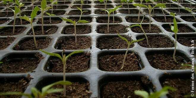 quand planter tomates 2017