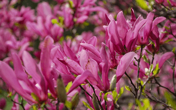 magnolia liliflora susan