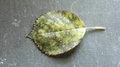 rosier taches noires