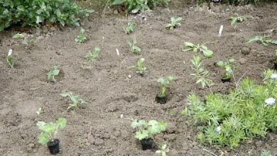 créer un massif de vivaces en automne