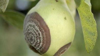 maladie moniliose cognassier