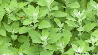 Arroche verte atriplex hortensis