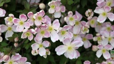 clématites grimpantes
