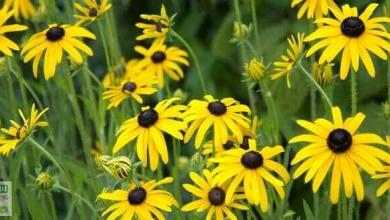 rudbeckia fulgida