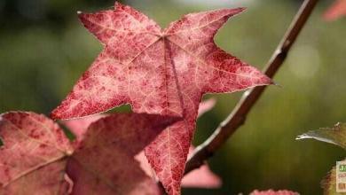 couleurs automne liquidambar