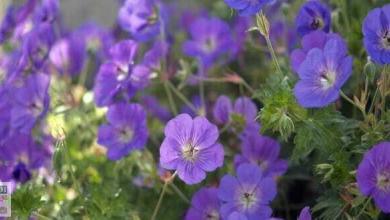 geranium rozanne