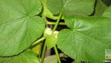 Sparmannia africana ne fleurit pas