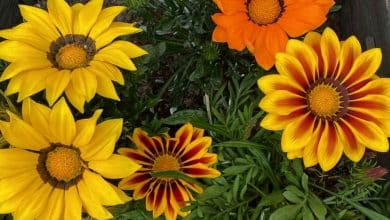 Gazania