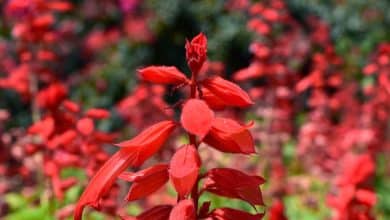 sauge rouge écarlate