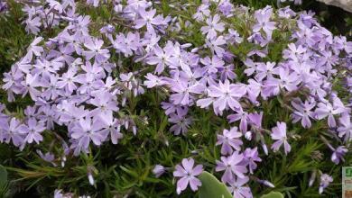 Phlox rampant bleu
