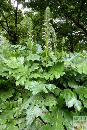 planter une acanthe