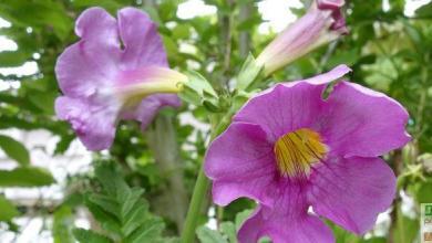 incarvillee de delavay