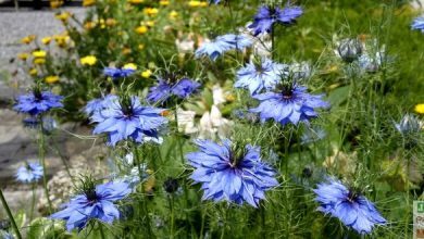 nigelle de damas semis