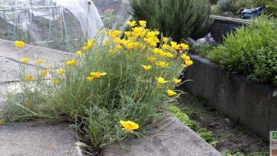 pavot de californie culture