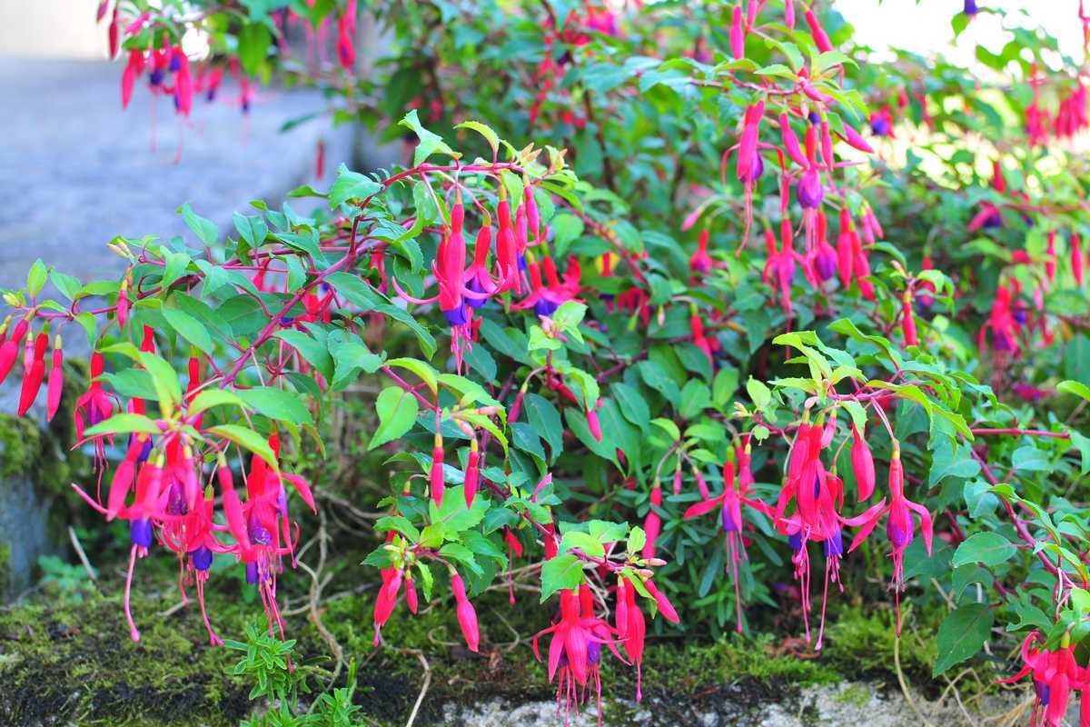 fuschia-de-magellan-fuchsia-magellanica-conseils-culture