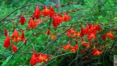 Crocosmia orange