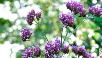 verveine de buenos aires