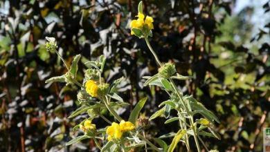 phlomis fruticosa