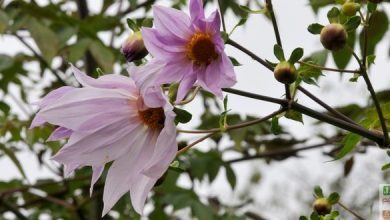 dahlia imperialis