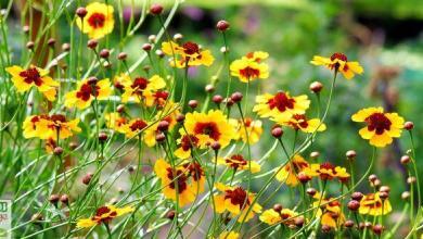 coreopsis des teinturiers