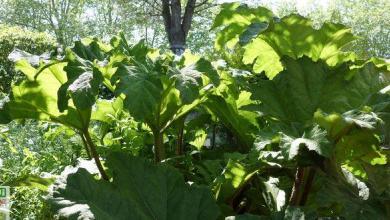 rhubarbe geante