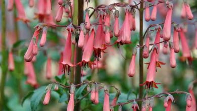 où mettre un fuchsia du cap