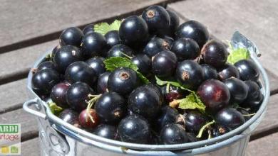 gelee de cassis facile