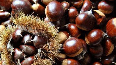 les bienfaits de la chataigne