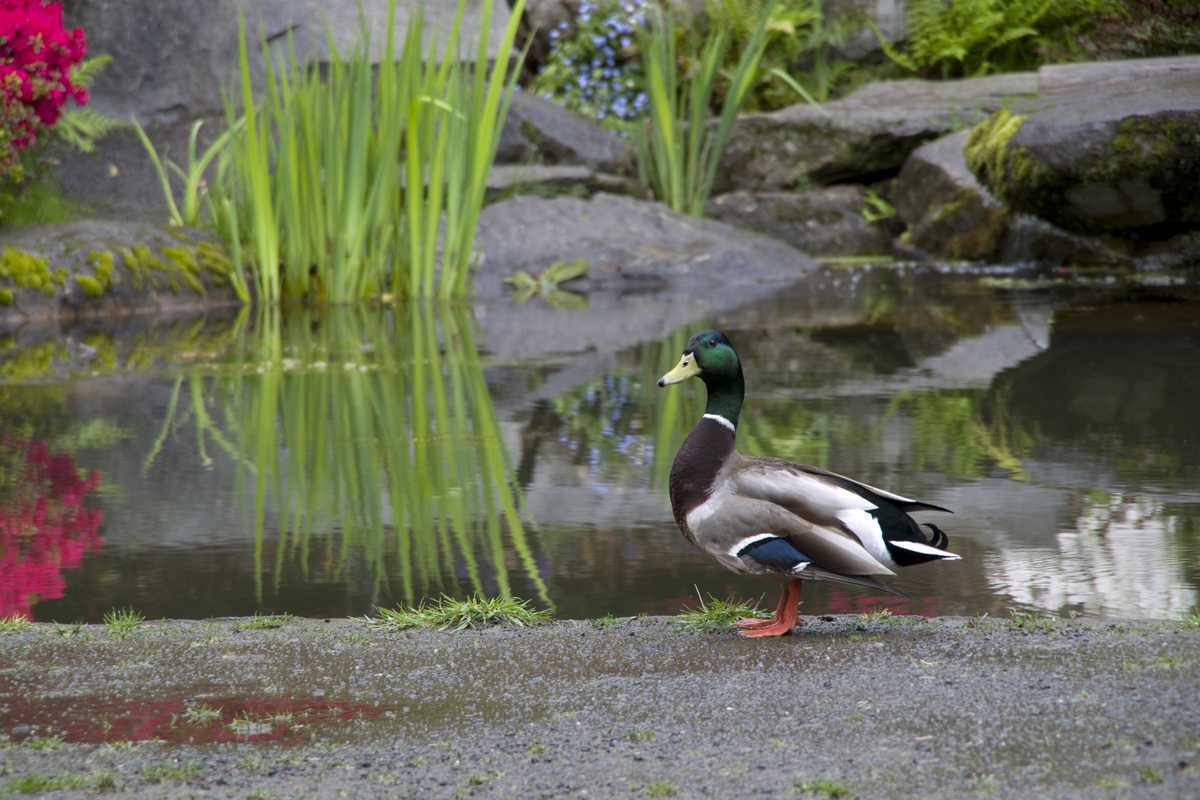 Comment faire une petite mare à canard ? Nos solutions