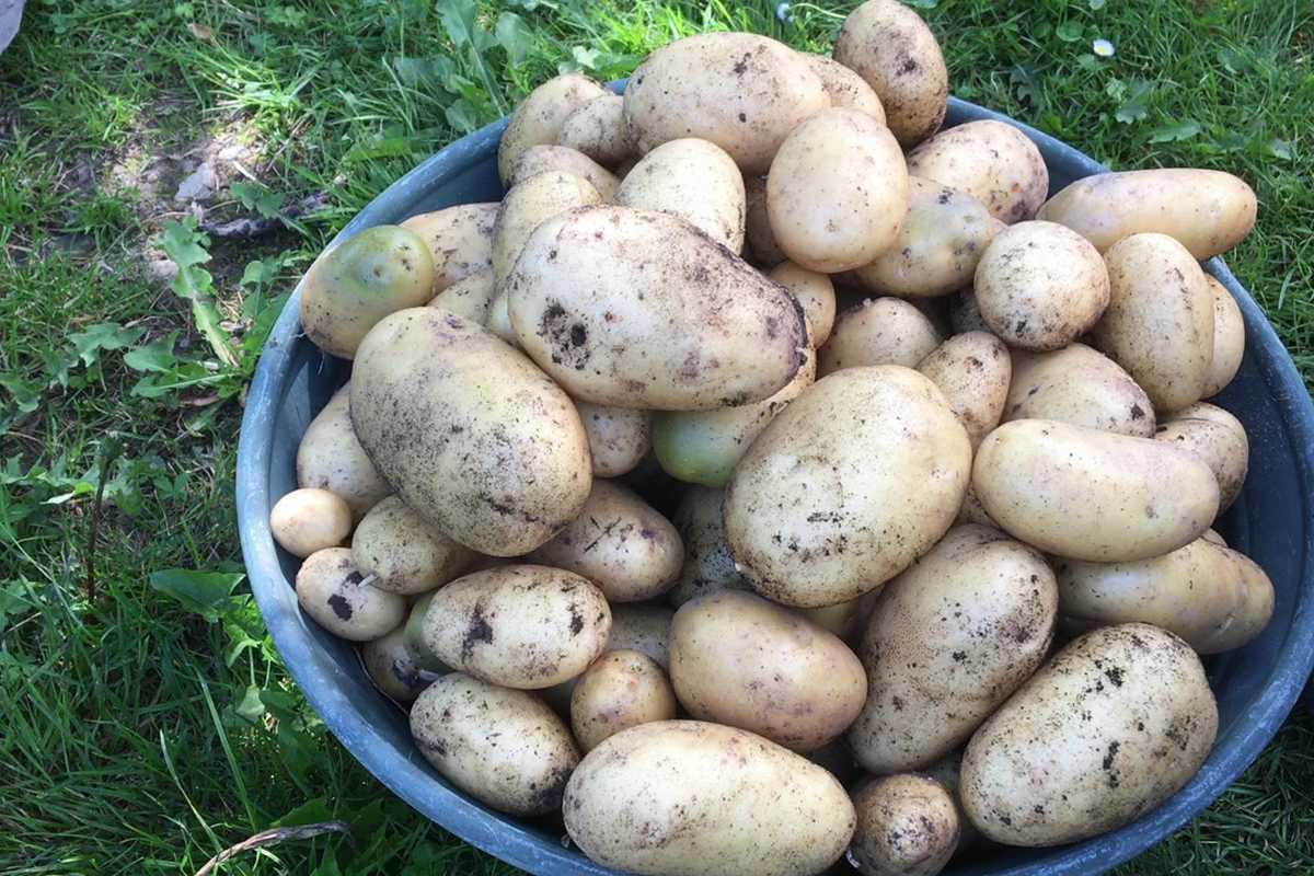 12 Varietes De Pommes De Terre Tres Precoces A La Loupe 12 Varietes De Pommes De Terre Tres Precoces A La Loupe