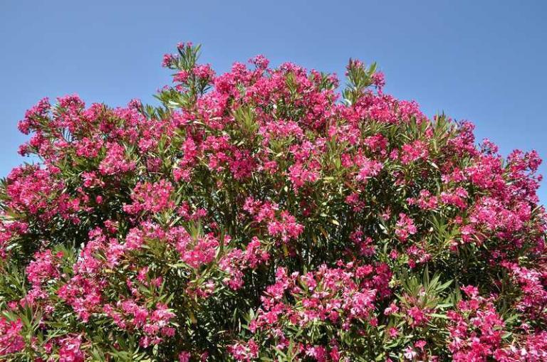 arbres-fleurs-roses-en-t-11-vari-t-s-incontournables
